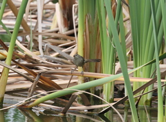 Acrocephalus newtoni