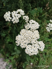 Achillea