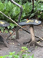 Ramphocelus passerinii