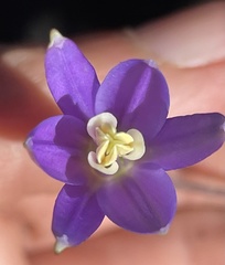 Brodiaea leptandra