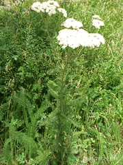 Achillea
