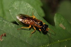 Pamphilius aurantiacus