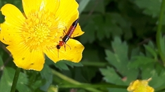 Paederus