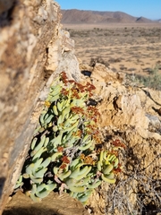 Crassula brevifolia image