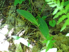 Platanthera clavellata