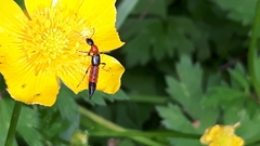 Paederus
