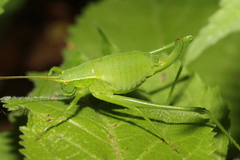 Isophya camptoxypha