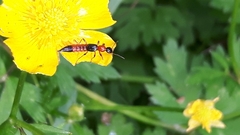 Paederus