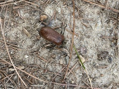 Sandalus
