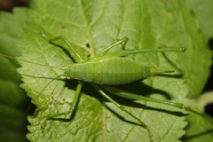 Isophya camptoxypha