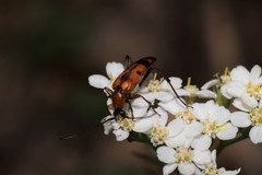 Stenurella septempunctata