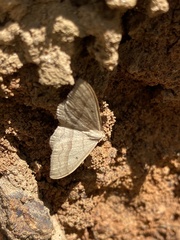 Sterrhinae