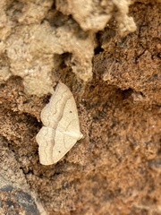 Sterrhinae