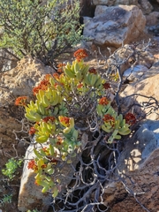 Crassula brevifolia image