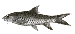 Malabar Mahseer photo 3
