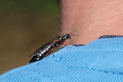 Xiphydria picta