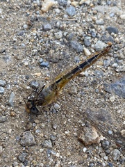Pantala flavescens