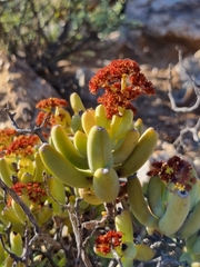 Crassula brevifolia image