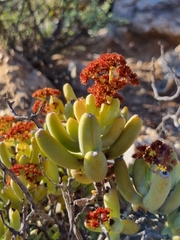 Crassula brevifolia subsp. brevifolia image