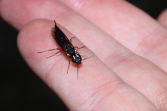 Xiphydria picta