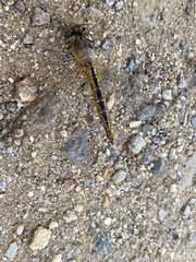 Pantala flavescens