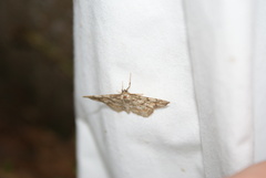 Hypagyrtis piniata