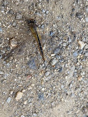 Pantala flavescens
