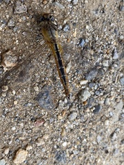 Pantala flavescens