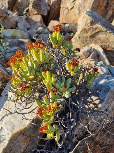 Crassula brevifolia subsp. brevifolia image