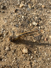Pantala flavescens