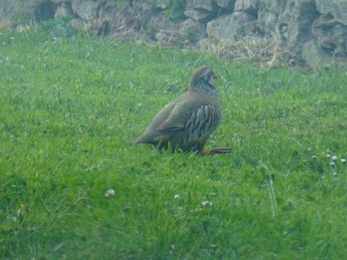 Perdiz roja (Alectoris rufa)