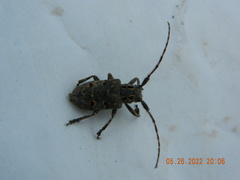 Mesosa curculionoides