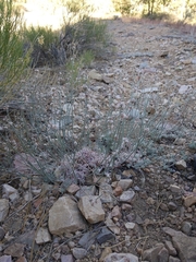 Eriogonum wrightii subscaposum
