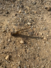 Pantala flavescens
