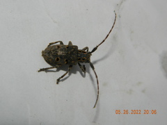 Mesosa curculionoides