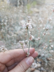 Eriogonum wrightii subscaposum