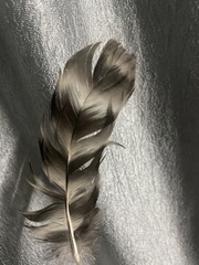 Gallus gallus