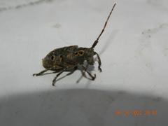 Mesosa curculionoides