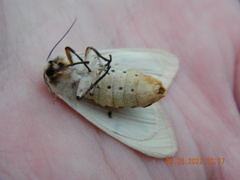 Spilosoma lutea