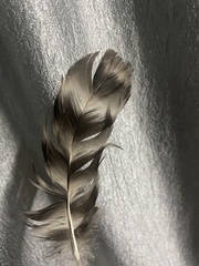 Gallus gallus