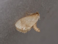 Packardia geminata