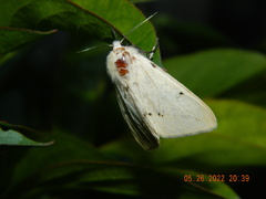 Spilosoma lutea
