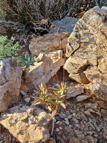Crassula subacaulis