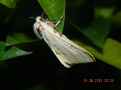 Spilosoma lutea