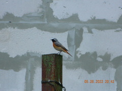 Phoenicurus phoenicurus