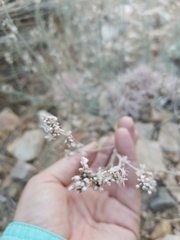 Eriogonum wrightii subscaposum