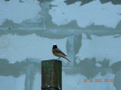 Phoenicurus phoenicurus