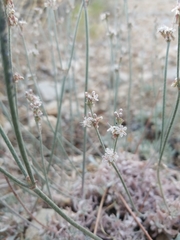 Eriogonum wrightii subscaposum
