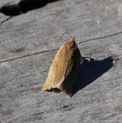 Aphelia viburnana