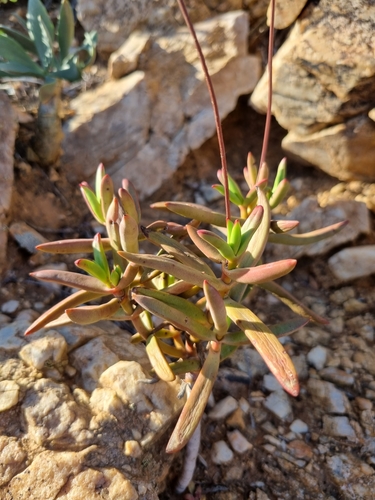 Crassula subacaulis subsp. erosula image
